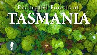 Enchanted Forests of Tasmania in 4K  Australia Nature