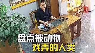 那些被動物戲弄的倒霉人類#看一遍笑一遍 #搞笑#搞笑视频 #搞笑挑战 #搞笑合集#搞笑視頻#爆笑