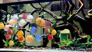 Discus Tank very beautiful  Bể cá đĩa đẹp cá bơi theo đàn