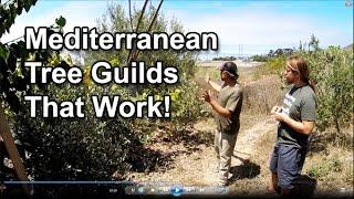 Permaculture Tip of the Day - Mediterranean Tree Guilds That Work