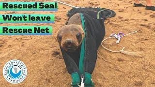 Rescued Seal Wont Leave Rescue Net