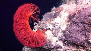 The Great Australian Deep-Sea Coral + Canyon Adventure - Bremer Canyon - FK200126