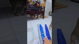 Thử thách rủ Mèo Dầm Mưa #khethui #cat #funny #animals #cats #pets