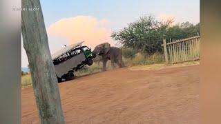 Angry elephant uses tusks to lift safari car into the air