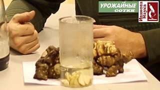 Make friends with Jerusalem artichoke and save HEALTH