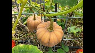 Sept. Vegetable Garden Tips Everyone Can Grow a Garden 2023 #34