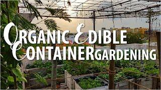 Organic Rooftop Garden Hyderabad - 1 2017