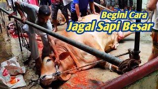 BEST TRICKS TO DROP A 2023 SACRIFICIAL COW IN PAKISTAN  HOLI QURBANI DAY