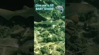 BABY SHARK GIVE ME A LIFT #babyshark #remora #suckerfish #remorafish #sharksucker #snorkeling