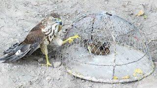 Quick art of trapping shikra  How to trap eagle falcon trap 2023  Raptors Today