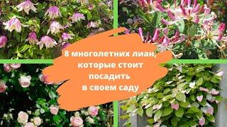 Декоративные вьющиеся растения 8 многолетних лиан которые стоит посадить в своем саду