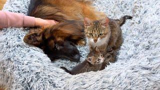 Adorable German Shepherd Helps Mama Cat Put Her Kittens To Sleep