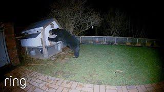 This Bear Messed with the Wrong Chicken Coop  RingTV