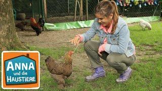 Huhn  Information  für Kinder  Anna und die Haustiere