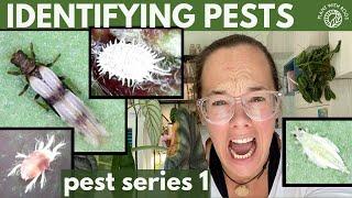 Identifying pests - how do you find them EARLY? Pest series ep 1  Plant with Roos