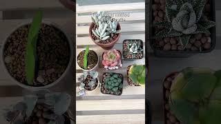 How to water your succulents correctly? #succulent #watering #houseplants