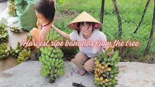 5Harvesting Bananas - planting grapefruit - Living with nature # 바나나