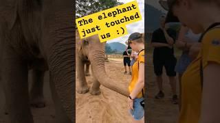 Thailand Elephant Park So curious #thailandvlog #thailandblog #travelvlog