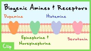 Biogenic Amines Transmitter System Explained Catecholamines Serotonin Histamine  Clip