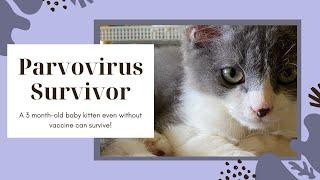 Feline Panleukopenia Survivor  Cat Parvo Virus Survivor 