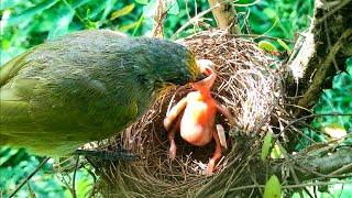 Mother Bird Brings Many Insect Treats to Hungry Chick – Mom Fails to Catch Feces While Feeding E219