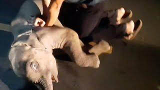 Baby Elephants Heart Stops After Car Accident Rescuer Immediately Starts CPR