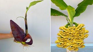 How to grow banana tree from banana flowers is simple and easy - Harvest bananas