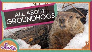 Fun Facts About Groundhogs  Groundhog Day  SciShow Kids