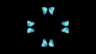 Butterfly Hologram Video HD