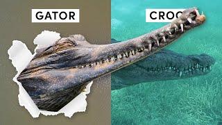 All 27 Species of Crocodilian Inc 3 Recently Discovered