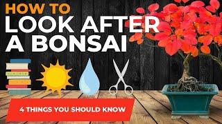 Bonsai Basics How to care for your bonsai tree 4 things you must know