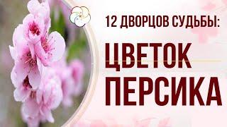 12 ДВОРЦОВ СУДЬБЫ Цветок Персика в 12 Дворцах Судьбы человека