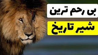 قوی ترین شیر جهان  صورت زخمی