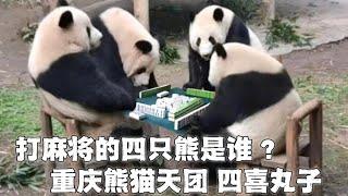 打麻将的四只熊猫是谁？他们是同天出生的两对双胞胎、一起长大的四喜丸子“双重喜庆”。重庆地界上最红的熊猫