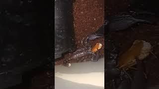 Young Giant #giantscorpion #scorpion #scorpio #giant #mysorensis #venom #cockroach #asia