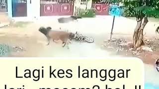 LANGGAR LARI  Akibat di langgar lari oleh seekor lembu  Kes Naya  Macam-macam hal