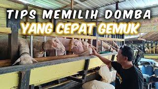 Trik Memilih Domba Yang Rakus Makan Sehingga Mudah Gemuk