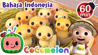 Belajar Angka dengan Anak Ayam  CoComelon Bahasa Indonesia - Lagu Anak Anak  Nursery Rhymes