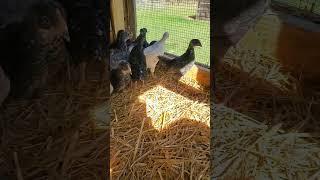 Update on month old chicks