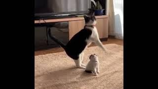 Funniest catsDont try to stop laugh-Pet Lover