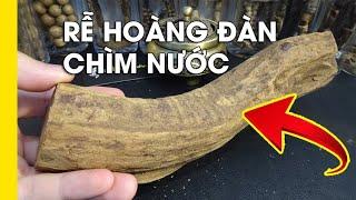 Gỗ Rễ Hoàng Đàn Tuyết Lạng Sơn Chìm Nước - Hàng Mọng Dầu  Loại Hiếm