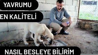 Yavru köpek nasıl beslenir