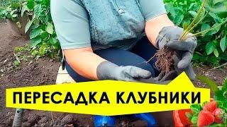 Пересадка клубники на новое место Подготовка почвы