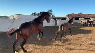 Caballos y yeguas de pura raza. luchan por ser el líder de la manada