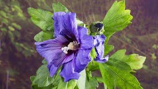 Hibiscus syriacus flowers opening in time-lapse - UHD 4K