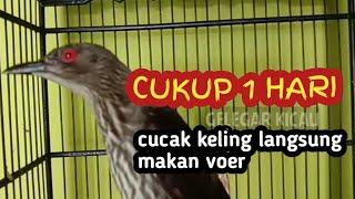 cara agar burung cucak keling makan voer dan exstra voeding EV