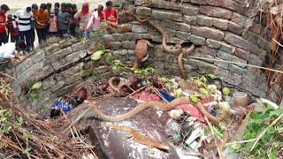 गाजीपुर की ये घटना इस कुएं में बहुत ही दर्दनाक मंजर देखने को मिला फिर क्या हुआ Animal Rescue