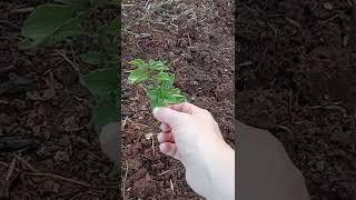 new herbs in the garden