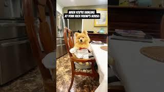 Hanging at your friends house #funny #funnydog #cutedog #dog #cutedog #shorts #fypシ゚