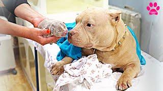 Собака увидела своего щенка впервые Столько щенков мы не ожидали Все в клинике очень удивлены